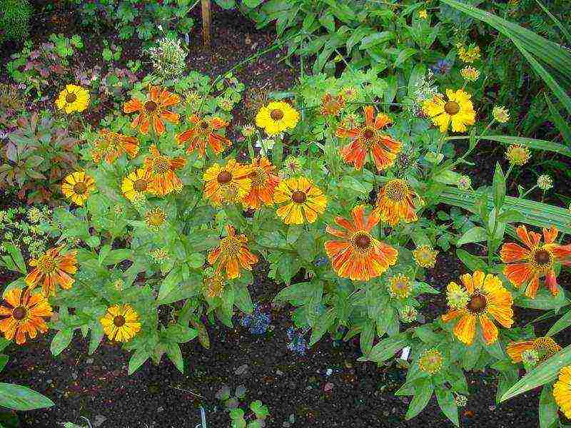 pagtatanim ng helenium at pangangalaga sa bukas na bukid sa mga ural