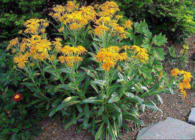 pagtatanim ng helenium at pangangalaga sa bukas na bukid sa mga ural