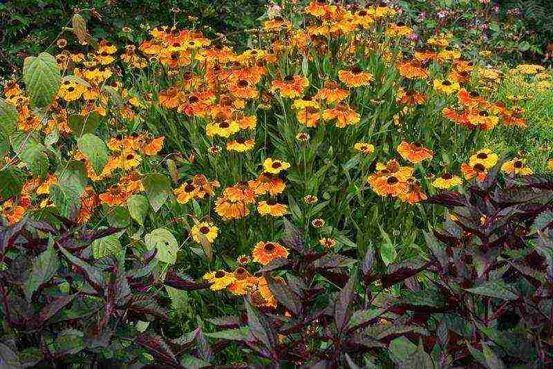 pagtatanim ng helenium at pangangalaga sa bukas na bukid sa mga ural