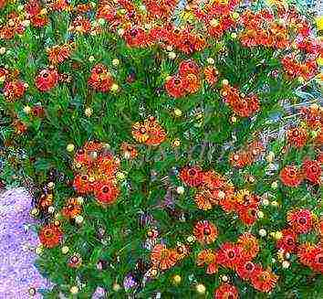 helenium planting and care in the open field in the urals