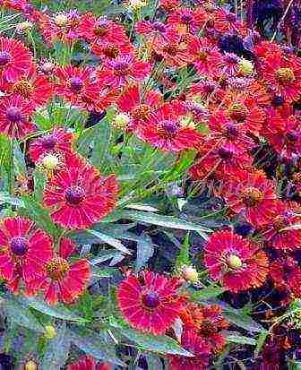 helenium planting and care in the open field in the urals