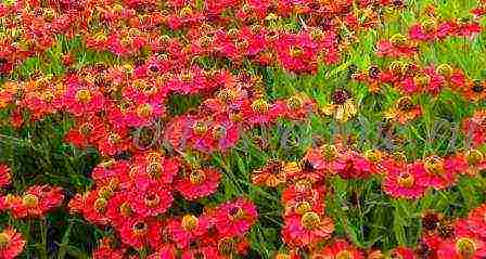 helenium planting and care in the open field in the urals