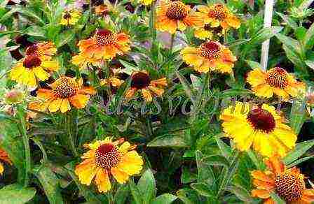 pagtatanim ng helenium at pangangalaga sa bukas na bukid sa mga ural