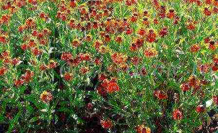 helenium planting and care in the open field in the urals