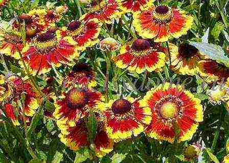 helenium planting and care in the open field in the urals