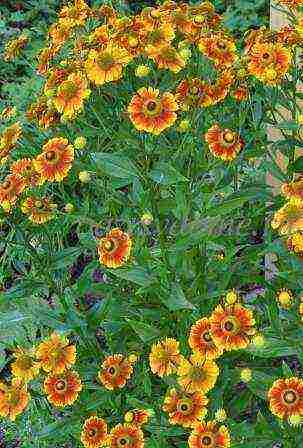 helenium planting and care in the open field in the urals