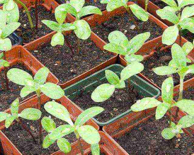 helenium planting and care in the open field in the urals