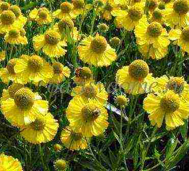 pagtatanim ng helenium at pangangalaga sa bukas na bukid sa mga ural