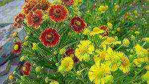 pagtatanim ng helenium at pangangalaga sa bukas na bukid sa mga ural