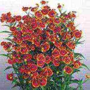 helenium planting and care in the open field in the urals