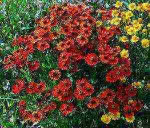 helenium planting and care in the open field in the urals