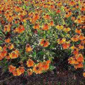 pagtatanim ng helenium at pangangalaga sa bukas na bukid sa mga ural