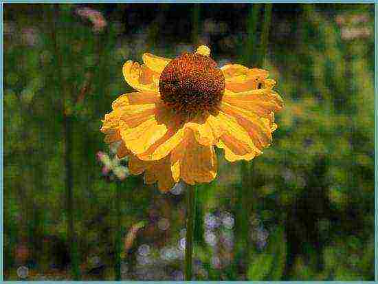 helenium planting and care in the open field in the urals