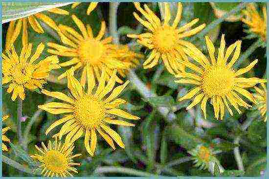 helenium planting and care in the open field in the urals