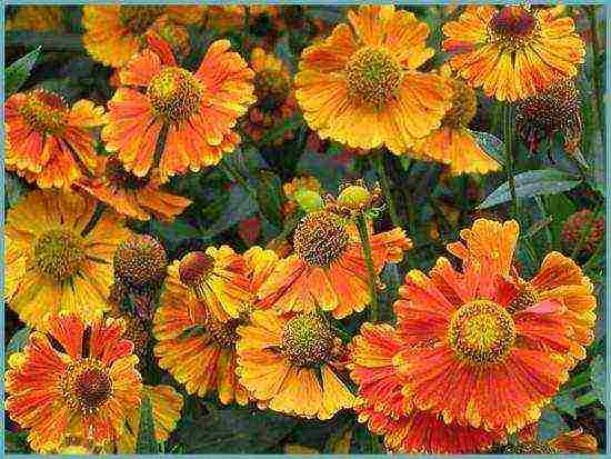 helenium planting and care in the open field in the urals