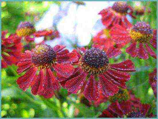 pagtatanim ng helenium at pangangalaga sa bukas na bukid sa mga ural