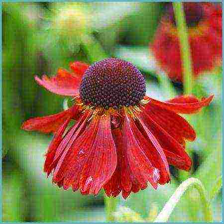 helenium planting and care in the open field in the urals