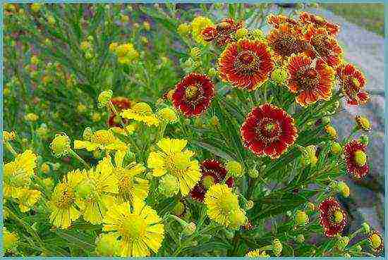 pagtatanim ng helenium at pangangalaga sa bukas na bukid sa mga ural