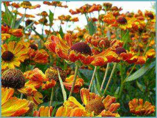 pagtatanim ng helenium at pangangalaga sa bukas na bukid sa mga ural