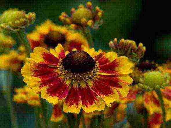 helenium planting and care in the open field in the urals