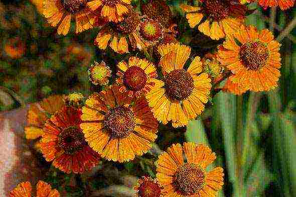 helenium planting and care in the open field in the urals