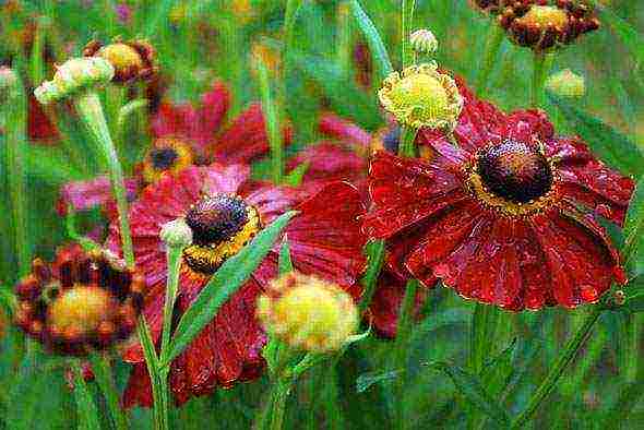 helenium planting and care in the open field in the urals