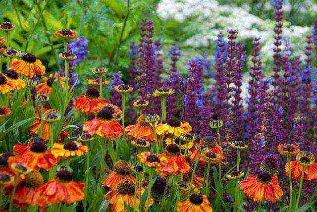 pagtatanim ng helenium at pangangalaga sa bukas na bukid sa mga ural