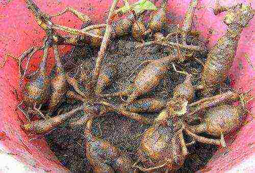 dahlia planting and care in the open field in the Urals