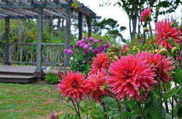 dahlia planting and care in the open field in the Urals