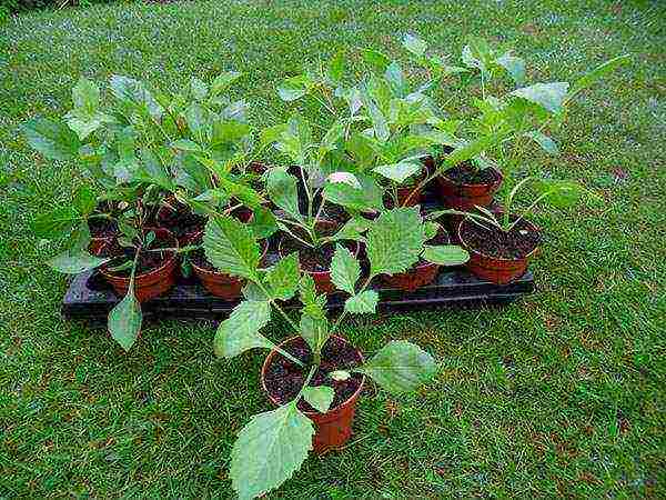 dahlia planting and care in the open field in the Urals