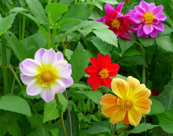 dahlias nakakatawang mga lalaki na nagtatanim at nagmamalasakit sa bukas na bukid