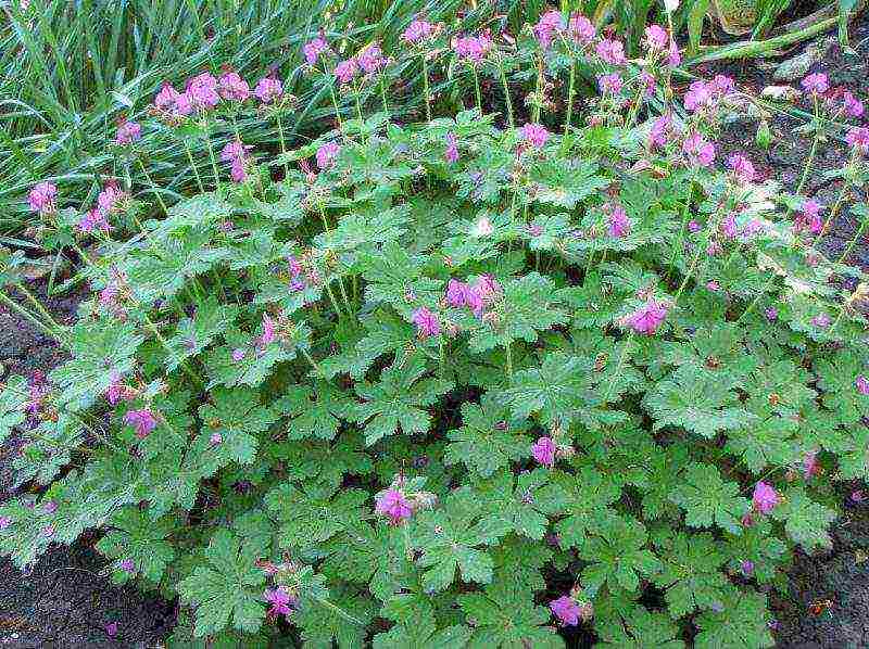 garden geranium long-term planting and care in the open field