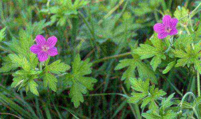 hardin geranium pangmatagalang pagtatanim at pangangalaga sa bukas na bukid