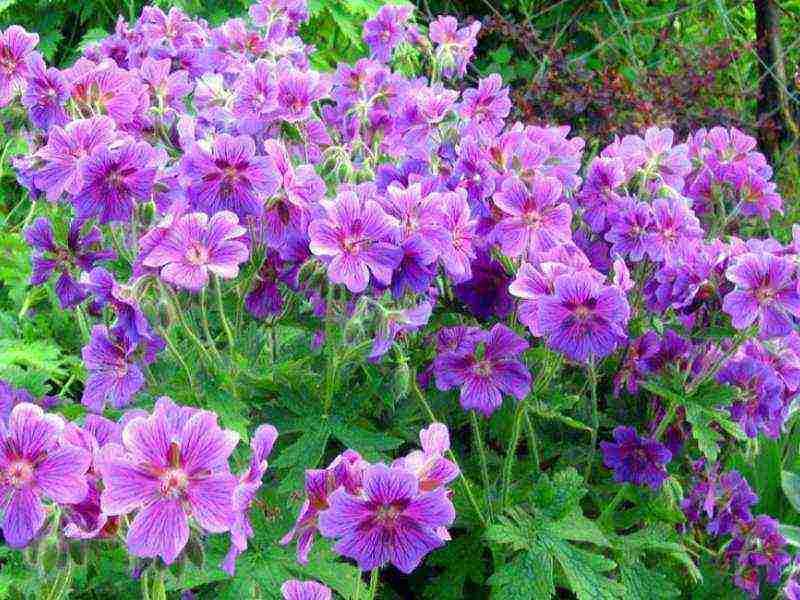 garden geranium long-term planting and care in the open field