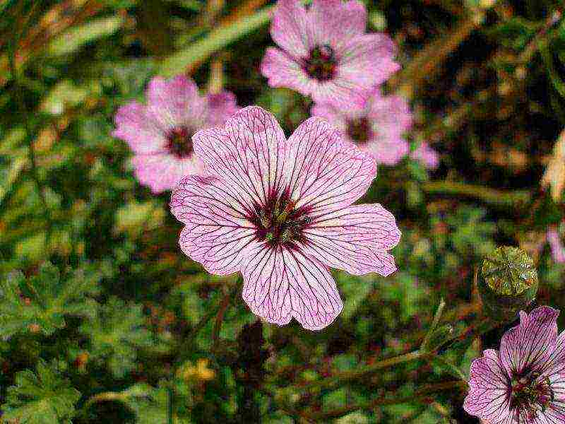 garden geranium long-term planting and care in the open field