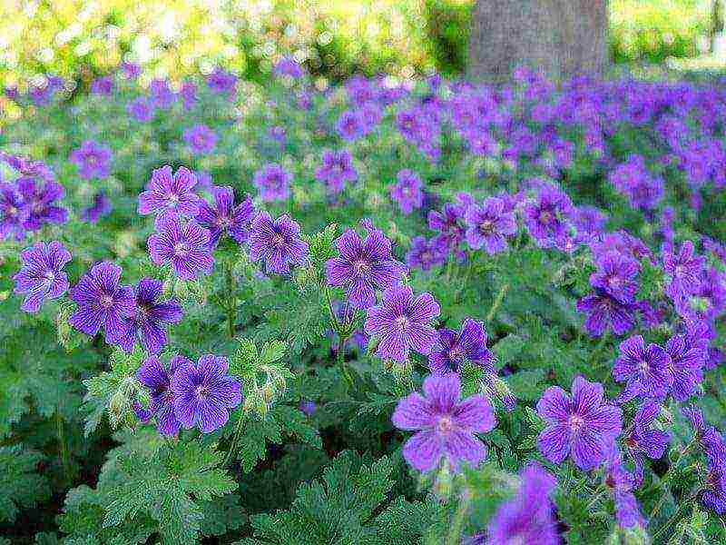 garden geranium long-term planting and care in the open field