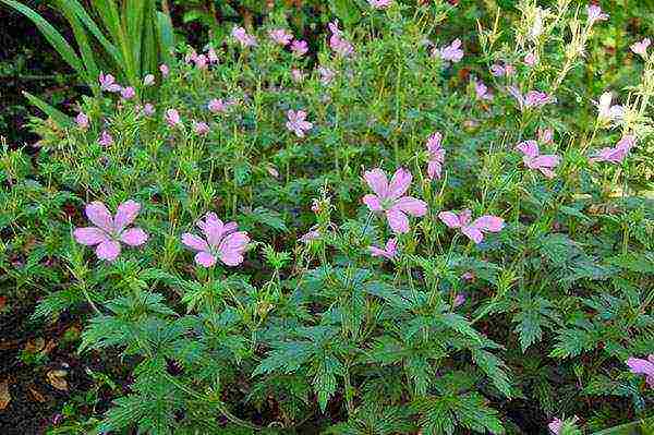 garden geranium long-term planting and care in the open field