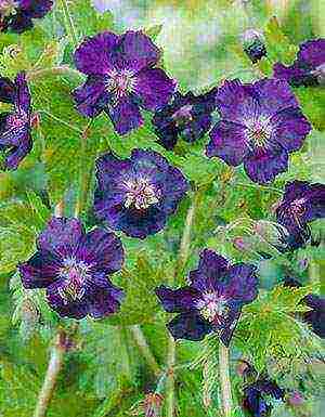 garden geranium long-term planting and care in the open field