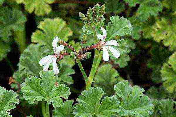 garden geranium long-term planting and care in the open field