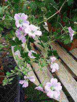 garden geranium long-term planting and care in the open field