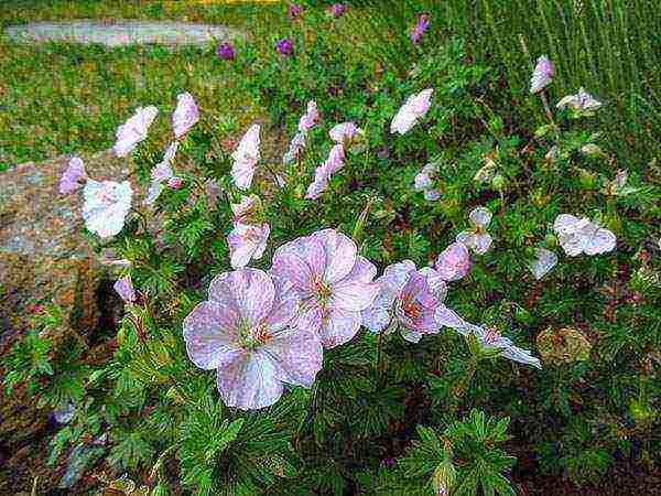 garden geranium long-term planting and care in the open field