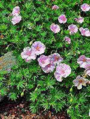 garden geranium long-term planting and care in the open field