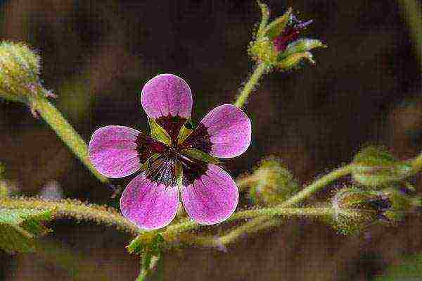 garden geranium long-term planting and care in the open field