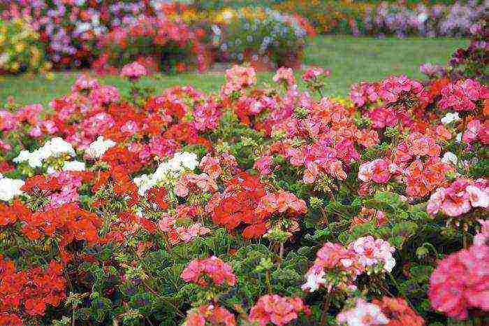 hardin geranium pangmatagalang pagtatanim at pangangalaga sa bukas na bukid