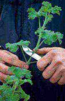 garden geranium long-term planting and care in the open field