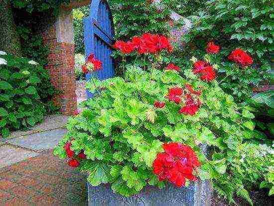 garden geranium long-term planting and care in the open field