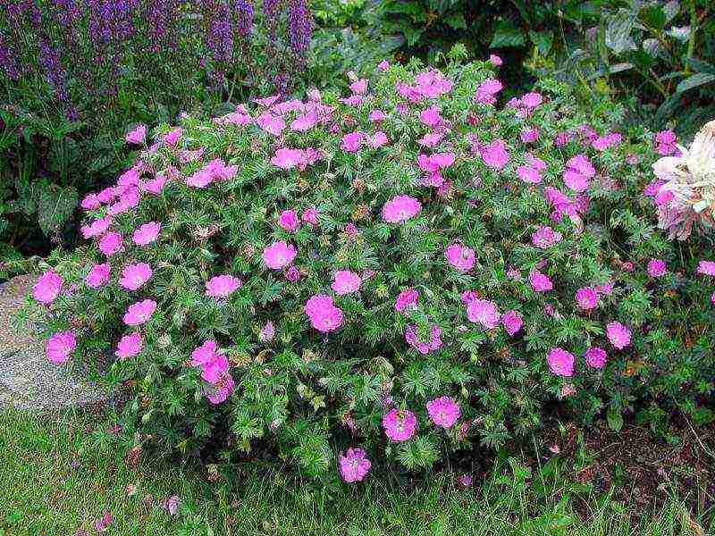 geranium garden planting and outdoor care in autumn