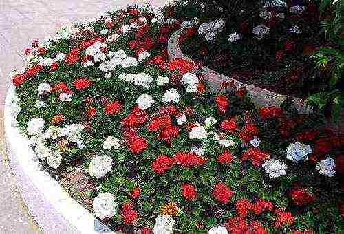 geranium garden planting and outdoor care in autumn