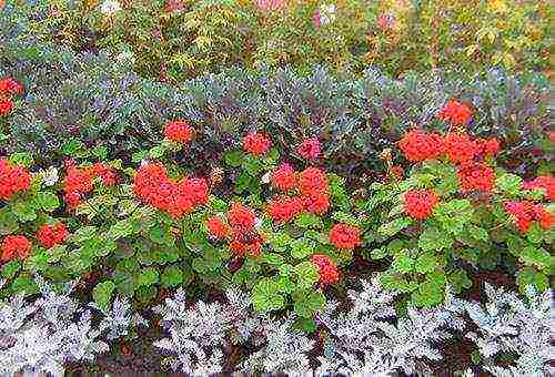 pagtanim ng hardin ng geranium at pangangalaga sa labas sa taglagas