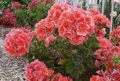 pagtanim ng hardin ng geranium at pangangalaga sa labas sa taglagas